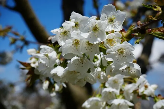 Amasya'da Baharın Müjdecisi Kiraz Çiçekleri: Bahçeler Beyaz Gelinliğini Giydi