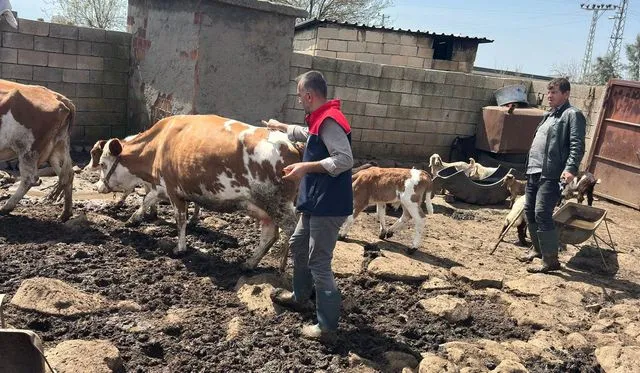 Cizre'de hayvan sağlığı için yoğun mesai
