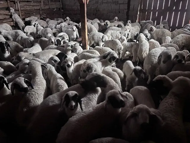 Erzincan Ovalarında Bahar Sevinci: Kuzuların Anneleriyle Buluşma Ritüeli Görsel Şölene Dönüştü