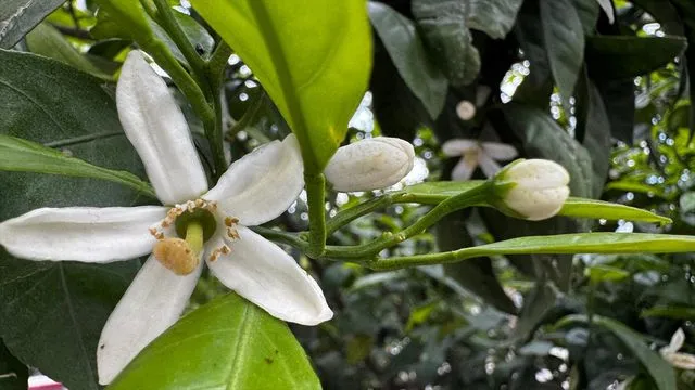 Hatay'da narenciye ağaçları çiçek açtı