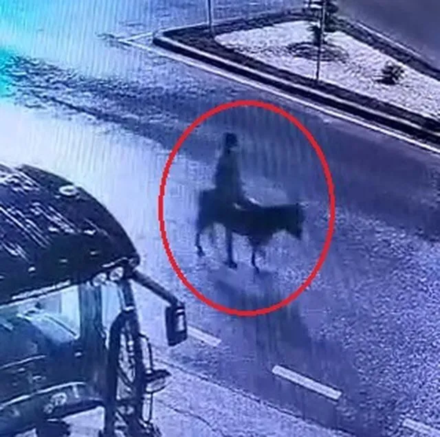 Kuyumcu dükkanından ziynet eşyası çalıp, eşekle kaçan sanığın verdiği zarar hesaplanacak