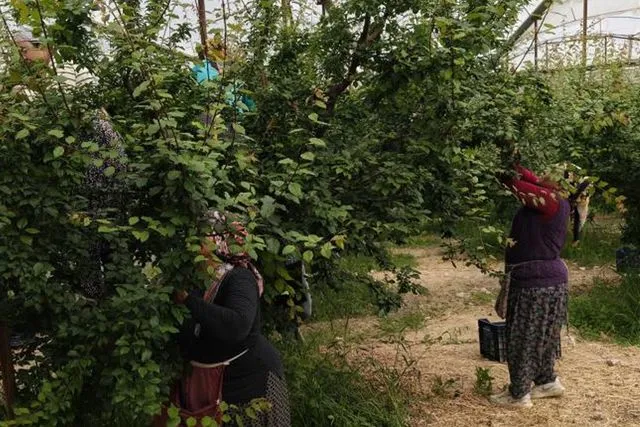Mersin'de Can Eriği Hasadı Açık Sahaya İndi: Fiyatlarda Büyük Düşüş