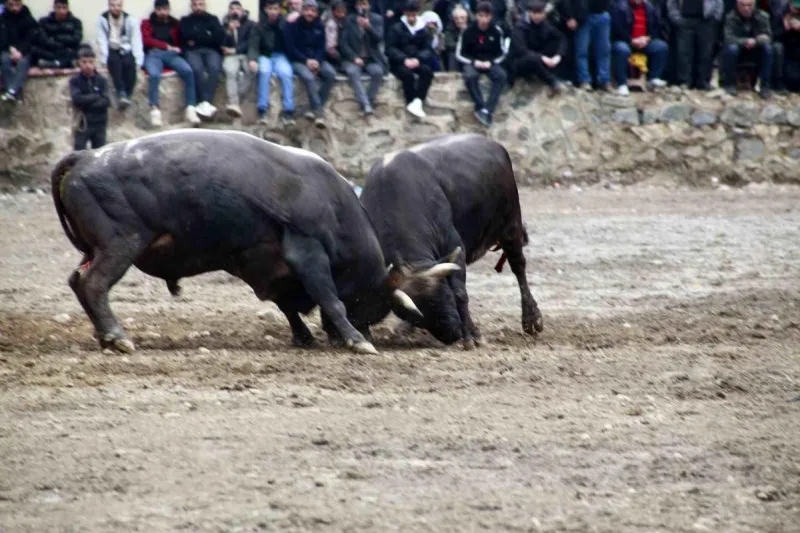 Artvin'de boğa güreşleri sezonu Sarıgöl'de açıldı