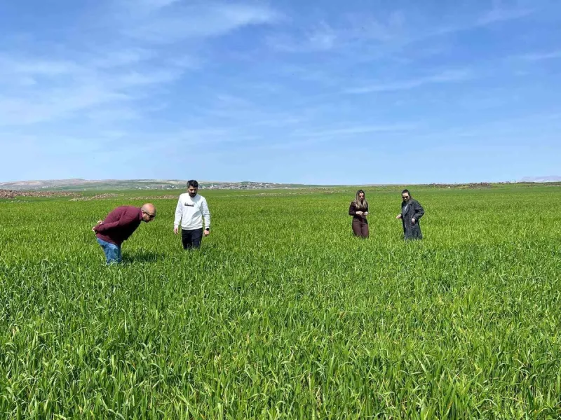 Cizre'de tarlalarda 'süne' mesaisi