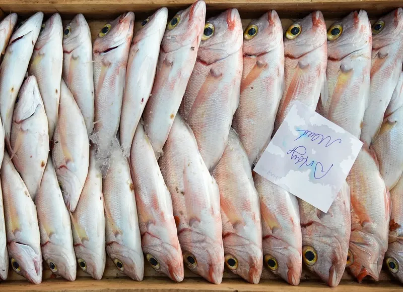 Egeli balıkçılar av sezonunu 