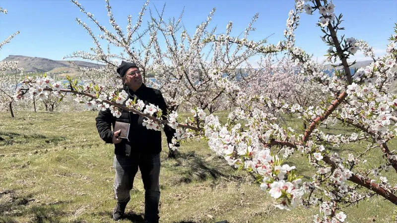 Elazığ'da Badem Bahçelerinde Çiçek Bayramı: Üreticiler Rekor Rekolte İçin Gün Sayıyor