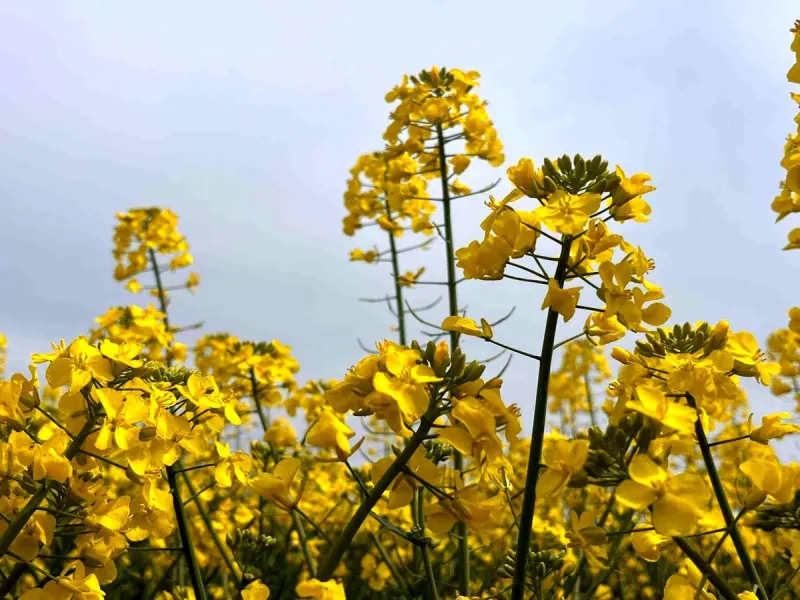 Hayrabolu'da bu yıl 21 bin dekar alanda kanola ekimi yapıldı
