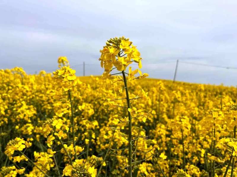 Hayrabolu'da çiçek açan 'Sarı Gelin', rengiyle büyülüyor