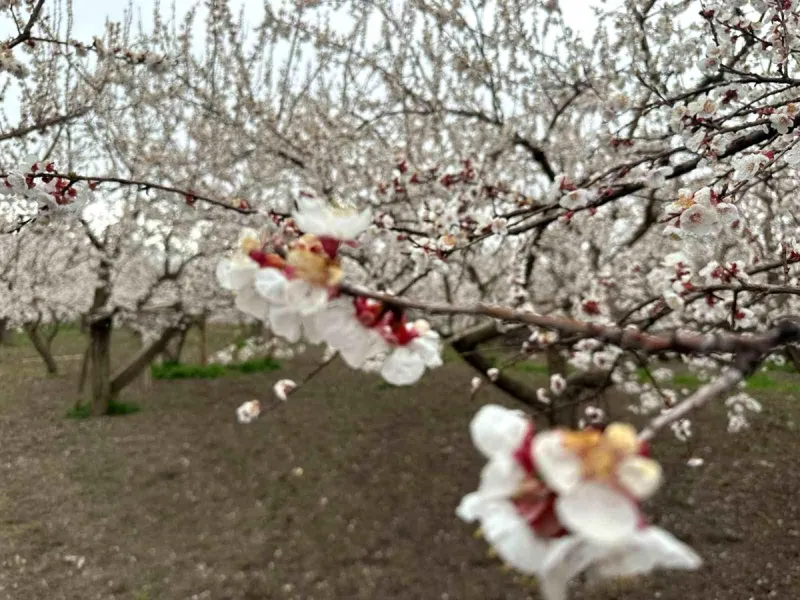 Kars'ta Baharın Gelişi: Kayısı Bahçeleri Beyaz bir Maske Giymiş
