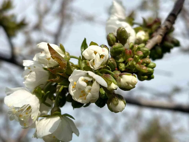 Salihli'de 'Monilya' tehlikesi