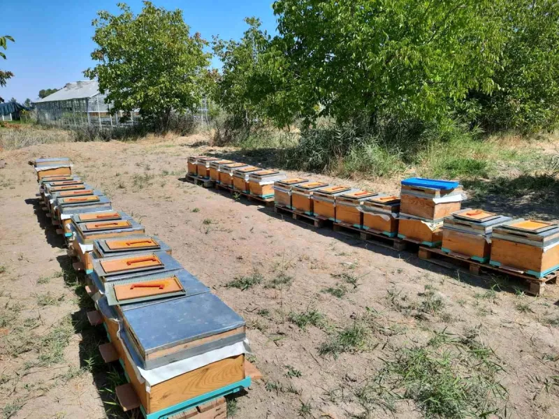 'Süper gıda' arı sütü Malatya'da mercek atında