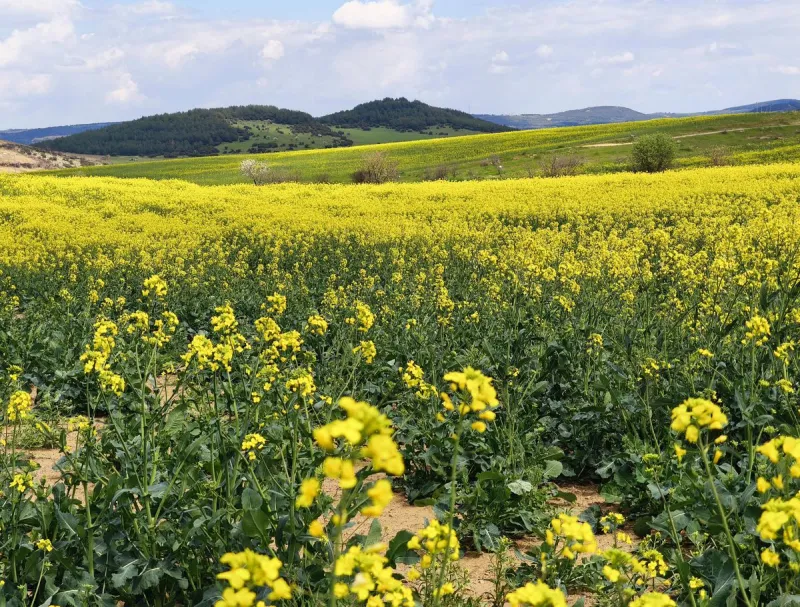 Trakya'da 'Sarı Gelinlik' Mevsimi: Kanola Üretiminde Bu Yıl Büyük Artış Bekleniyor