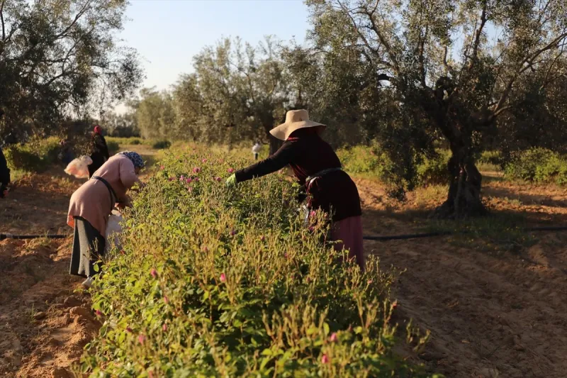 Tunus'un Kayrevan kentinde Şam gülü üreticiliği yerel ekonomiye can suyu oluyor