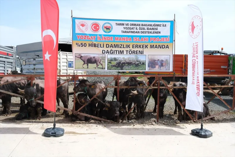 Yozgat'ta besicilere damızlık manda dağıtıldı