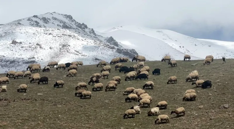 Yüksekova'da küçükbaş hayvanlar meraya çıktı
