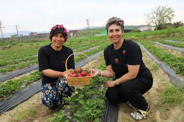 Organik çilekte hasat heyecanı başladı