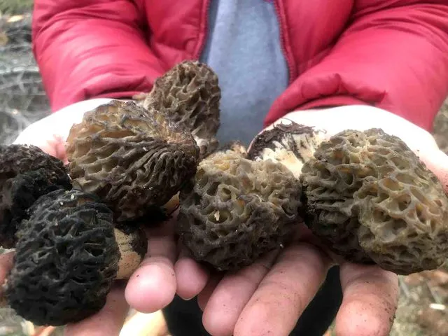 Torosların 'Siyah Altını' Kuzugöbeği Mesaisi Başladı: Kilosu Servet Değerinde