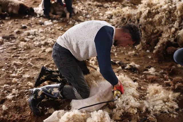 Arpaçay'da Koyun Kırkım Sezonu Başladı