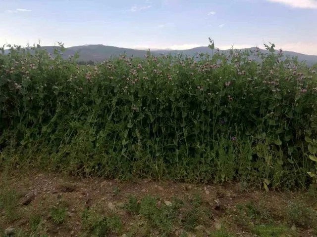 Bayburt'ta yüzde 50 hibeli bezelye tohumu desteğinde başvurular 23 Mart'ta başlıyor