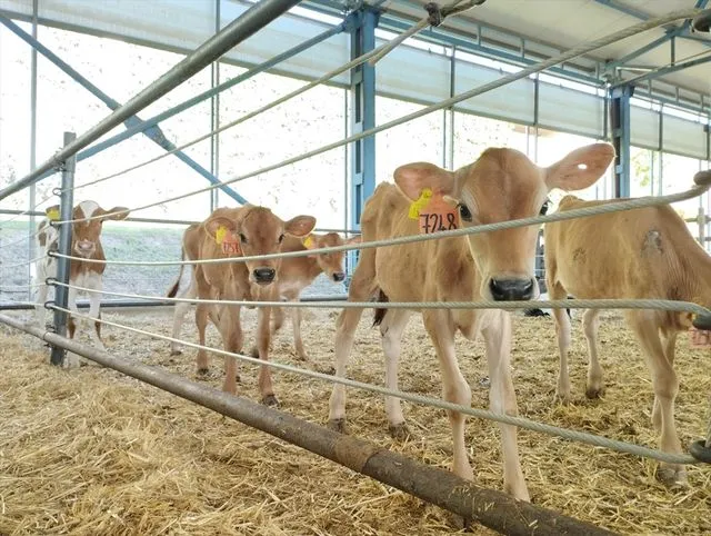 Büyükbaşta doğum oranını yüzde 30 artıran yerli üretim eksper pipet kitinde hedef küresel pazar