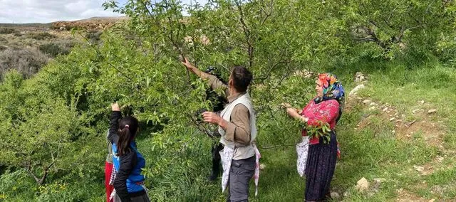 Mersin'de Badem Çağlası Hasadı Başladı