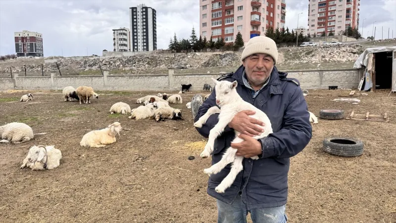 Melikgazi'de Yabani Hayvanların Saldırısına Uğrayan Hayvanlar