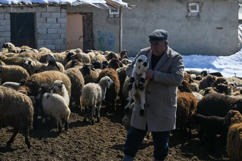 Van'da küçükbaş hayvancılık devlet desteğiyle artıyor