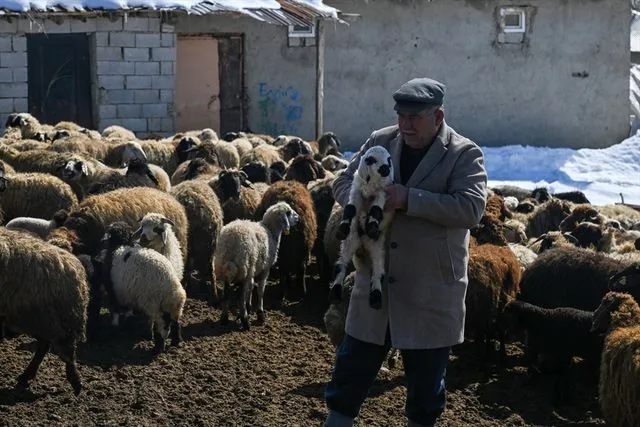 Van'da küçükbaş hayvancılık devlet desteğiyle artıyor
